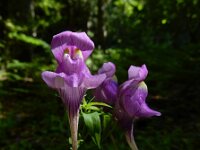 Linaria triornithophora 11, Saxifraga-Ed Stikvoort : ZW van Cordiñanes de Valdeón s9900