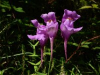 Linaria triornithophora 12, Saxifraga-Ed Stikvoort : ZW van Cordiñanes de Valdeón s9900