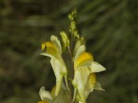Linaria vulgaris, Common Toadflax