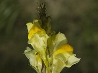Linaria vulgaris 10, Vlasbekje, Saxifraga-Jan van der Straaten