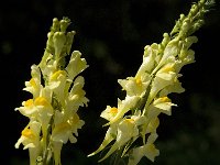 Linaria vulgaris 11, Vlasbekje, Saxifraga-Jan van der Straaten