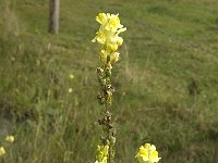 Linaria vulgaris 12, Vlasbekje, Saxifraga-Jan van der Straaten