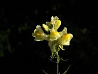 Linaria vulgaris 13, Vlasbekje, Saxifraga-Jan van der Straaten
