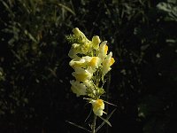 Linaria vulgaris 14, Vlasbekje, Saxifraga-Jan van der Straaten
