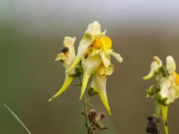 Linaria vulgaris 16, Vlasbekje, Saxifraga-Rudmer Zwerver