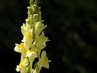 Linaria vulgaris 19, Vlasbekje, Saxifraga-Jan van der Straaten