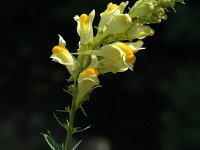 Linaria vulgaris 2, Vlasbekje, Saxifraga-Jan van der Straaten