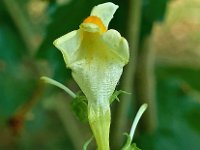 Linaria vulgaris 21, Vlasbekje, Saxifraga-Ab H Baas