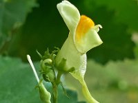 Linaria vulgaris 23, Vlasbekje, Saxifraga-Ab H Baas