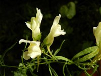 Linaria vulgaris 27, Vlasbekje, Saxifraga-Rutger Barendse