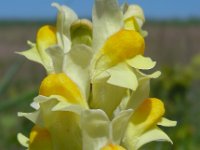 Linaria vulgaris 32, Vlasbekje, Saxifraga-Ed Stikvoort