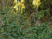 Linaria vulgaris 37, Vlasbekje, Saxifraga-Ed Stikvoort