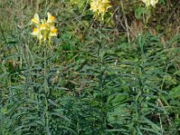 Linaria vulgaris 38, Vlasbekje, Saxifraga-Ed Stikvoort