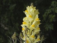 Linaria vulgaris 44, Vlasbekje, Saxifraga-Jan van der Straaten