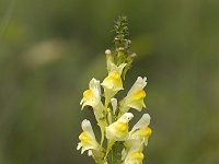 Common Toadflax (Linaria vulgaris) flowering  Common Toadflax (Linaria vulgaris) flowering : close-up, closeup, flora, floral, flower, flowers, growth, natural, nature, yellow, common toadflax, Linaria vulgaris, summer, summertime, toadflax, macro, linaria, plant, vascular plant, outside, outdoor, nobody, no people, beauty, beautiful, beauty in nature