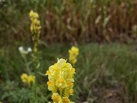 Common toadflax (Linaria vulgaris)  Common toadflax (Linaria vulgaris) : butter-and-eggs, common toadflax, Linaria vulgaris, orange, toadflax, yellow, yellow toadflax, autumn, blooming, bud, corn, fall, flora, floral, flower, flowering, flowers, in bloom, in flower, maize, natural, nature, no people, nobody, open, outdoor, outdoors, outside, petal, petals, plant, rural, rural scene, summer, summertime, vascular plant