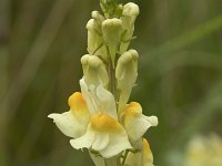 Linaria vulgaris 47, Vlasbekje, Saxifraga-Willem van Kruijsbergen