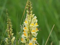 Linaria vulgaris 50, Vlasbekje, Saxifraga-Sonja Bouwman