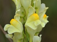 Linaria vulgaris 56, Vlasbekje, Saxifraga-Tom Heijnen