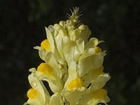 Linaria vulgaris 6, Vlasbekje, Saxifraga-Jan van der Straaten
