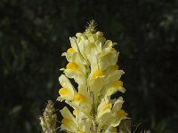 Linaria vulgaris 7, Vlasbekje, Saxifraga-Jan van der Straaten