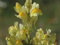 Linaria vulgaris 8, Vlasbekje, Saxifraga-Jan van der Straaten