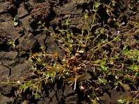 Lindernia dubia 10, Schijngenadekruid, Saxifraga-Ed Stikvoort : schijngenadekruid Hemelrijckse Waard s9900