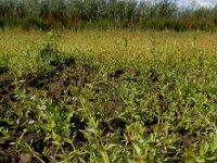 Lindernia dubia 11, Schijngenadekruid, Saxifraga-Ed Stikvoort : schijngenadekruid Hemelrijckse Waard s9900