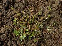 Lindernia dubia 12, Schijngenadekruid, Saxifraga-Ed Stikvoort : schijngenadekruid Hemelrijckse Waard s9900