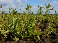 Lindernia dubia 13, Schijngenadekruid, Saxifraga-Ed Stikvoort : schijngenadekruid Hemelrijckse Waard s9900