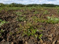 Lindernia dubia 14, Schijngenadekruid, Saxifraga-Ed Stikvoort : schijngenadekruid Hemelrijckse Waard s9900