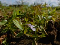 Lindernia dubia 15, Schijngenadekruid, Saxifraga-Ed Stikvoort : schijngenadekruid Hemelrijckse Waard s9900