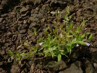 Lindernia dubia 16, Schijngenadekruid, Saxifraga-Ed Stikvoort : schijngenadekruid Hemelrijckse Waard s9900