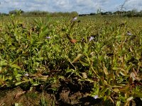 Lindernia dubia 17, Schijngenadekruid, Saxifraga-Ed Stikvoort : schijngenadekruid Hemelrijckse Waard a900
