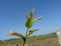 Lindernia dubia 2, Schijngenadekruid, Saxifraga-Jasenka Topic