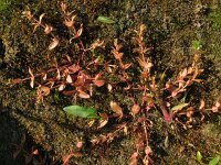Lindernia dubia 3, Schijngenadekruid, Saxifraga-Rutger Barendse