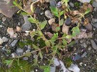Lindernia dubia 4, Schijngenadekruid, Saxifraga-Rutger Barendse