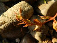 Lindernia dubia 5, Schijngenadekruid, Saxifraga-Rutger Barendse