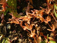 Lindernia dubia 6, Schijngenadekruid, Saxifraga-Rutger Barendse