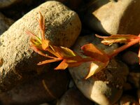 Lindernia dubia 7, Schijngenadekruid, Saxifraga-Rutger Barendse