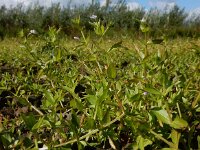 Lindernia dubia 8, Schijngenadekruid, Saxifraga-Ed Stikvoort : schijngenadekruid Hemelrijckse Waard s9900