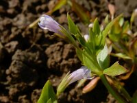 Lindernia dubia 9, Schijngenadekruid, Saxifraga-Ed Stikvoort : schijngenadekruid Hemelrijckse Waard s9900