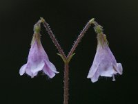 Linnaea borealis 2, Linnaeusklokje, Saxifraga-Willem van Kruijsbergen