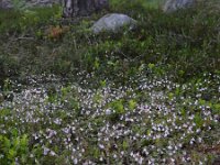 Linnaea borealis 38, Linnaeusklokje, Saxifraga-Ed Stikvoort