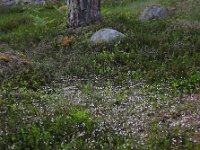 Linnaea borealis 44, Linnaeusklokje, Saxifraga-Ed Stikvoort