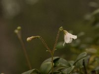 Linnaea borealis 5, Linnaeusklokje, Saxifraga-Jan van der Straaten
