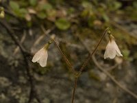 Linnaea borealis 6, Linnaeusklokje, Saxifraga-Jan van der Straaten