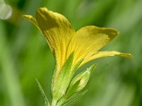 Linum flavum 3, Saxifraga-Sonja Bouwman,  Geel vlas - Linum flavum - Linaceae familie