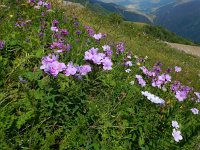 Linum hypericifolium 2, Saxifraga-Ed Stikvoort