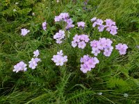 Linum hypericifolium 3, Saxifraga-Ed Stikvoort